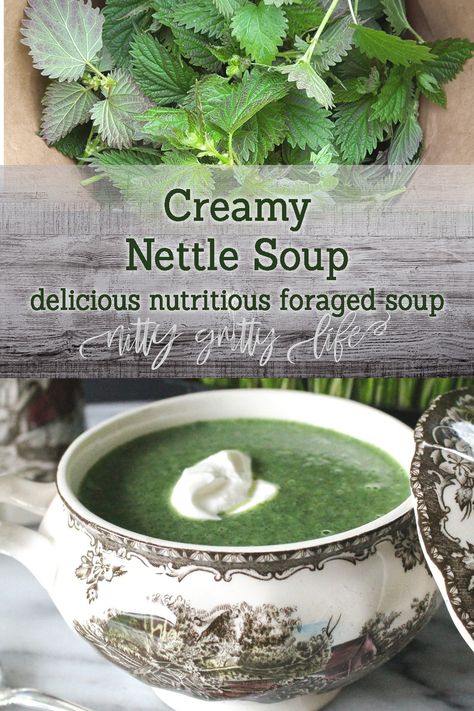 Stinging nettle is a highly valued medicinal and nutritional forage. This delicious creamy nettle soup perfect way to entice a reluctant diner to eat foraged foods! #stingingnettle #nettlesoup #foragedfoodrecipe Soup Recipe Vegan, Nettle Recipes, Nettle Soup, Wild Food Foraging, Foraging Recipes, Edible Wild Plants, Foraged Food, Stinging Nettle, Herbal Recipes