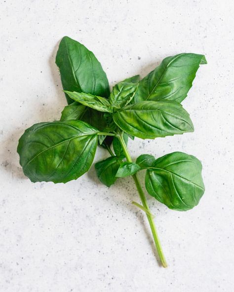 Storing Fresh Basil, Herbs Storage, Growing Basil Indoors, Cashew Pesto, Types Of Basil, Grow Basil, Harvesting Basil, Tomato Basil Soup Recipe, Plant Based Soups