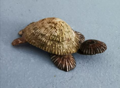 Shell Animals Diy, Stick Crafts For Adults, Popsicle Stick Crafts For Adults, Seashell Animals, Shells Ideas, Shell Craft Ideas, Sea Shell Ideas, Needle Felted Dolls, Beach Crafts Diy