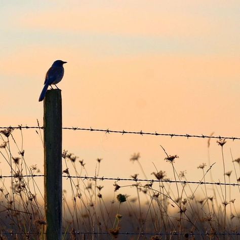 Kuş Wallpaper, Sparrow Aesthetic, Rural Photography, Nature Videos, Fall Landscape Photography, Cute Photography, Village Life, Barbed Wire, Sky Aesthetic