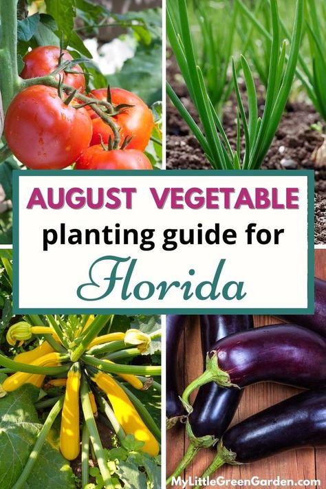 While August is a hot month here in Florida, there are still a few vegetables that you can plant. If you’re looking to start your first garden, our best growing season is just around the corner. But if you really want to try growing something this month, keep on reading to learn what to plant in August in Central Florida – Zone 9b. What To Plant In August, Zone 9 Gardening, What To Plant When, Vegetable Planting Guide, Zone 9b, Growing Seedlings, Backyard Food, August Garden, Seedlings Indoors