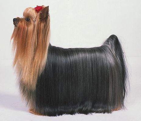 Yorkie Long Hair, Yorkie Haircuts, Akc Breeds, Yorkie Moms, Yorkie Terrier, Toy Dogs, Grooming Style, Yorkie Lovers, Silky Terrier