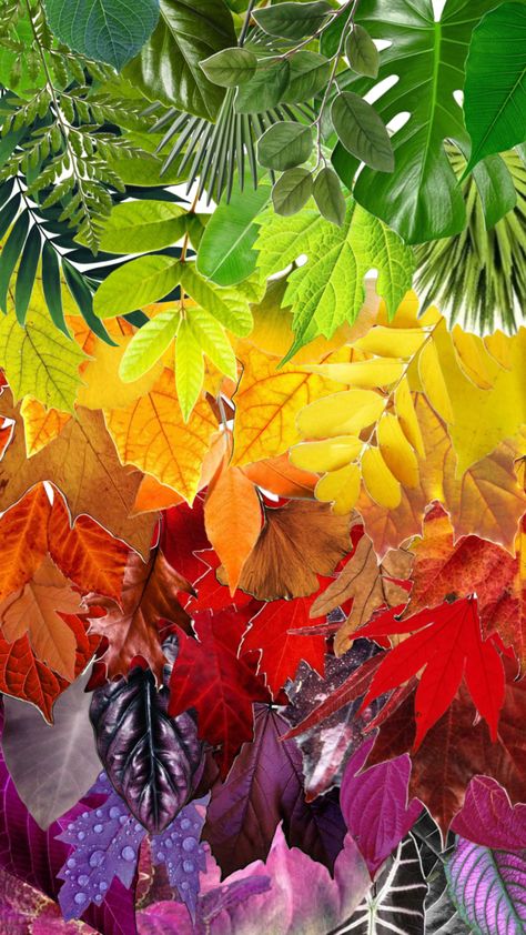 #mindywara #leaves #fall #vibes #rainbow #leaf #foliage #autumn #autumnaesthetic #autumnvibes #fallaesthetic #fallvibes Rainbow Fall Aesthetic, Leaves Changing Color, Rainbow Falls, Nature Posters, Leaves Fall, Autumn 2023, Warm Autumn, Autumn Aesthetic, Fall Vibes