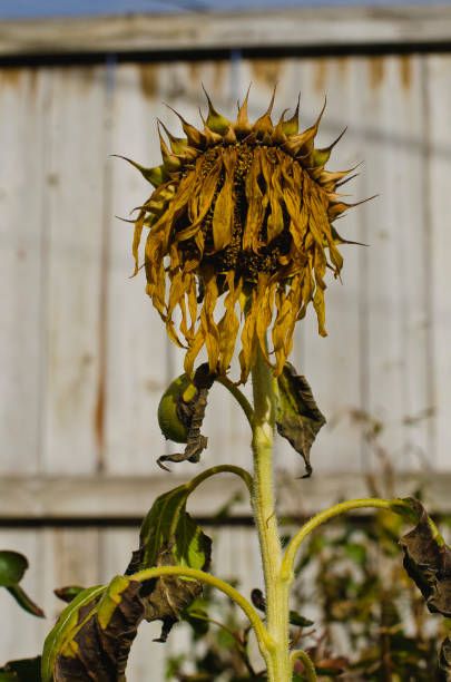 Withering Sunflower, Sunflowers Pictures, Flower Reference Photo, Dry Sunflowers, Dead Nature, Dried Sunflowers, Dead Flowers, Field Of Sunflowers, Nature People