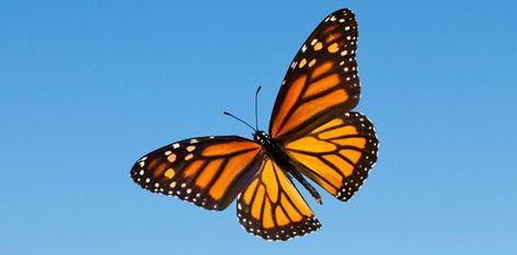 Monarch Butterflies Photography, Monarch Butterfly Habitat, Monarch Butterfly Migration, Monarch Butterfly Tattoo, Butterfly Migration, Butterfly Habitat, Butterfly Life Cycle, Butterfly Photos, Butterfly Pictures