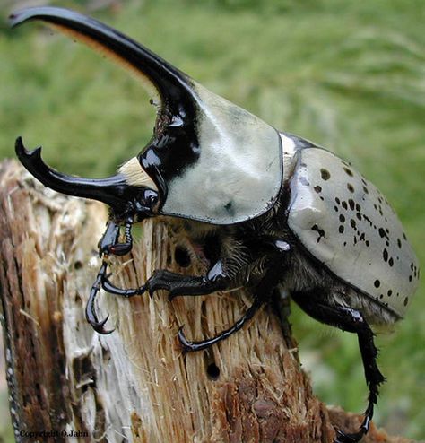 Rhinoceros Beetle Insect Mandibles, Beetle Horns, Horn Beetle, Draw Insects, Horned Beetle, Rhinoceros Beetle, Weird Insects, Macro Photography Insects, Rhino Beetle