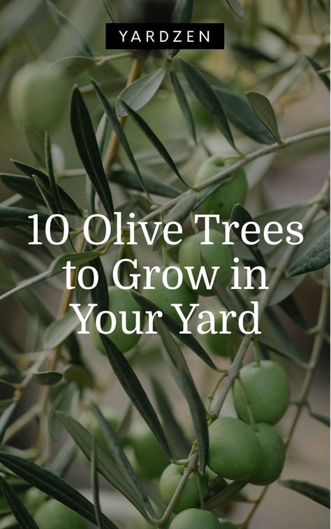 Black Olive Tree Outdoor, Front Yard Landscaping Olive Trees, Sweet Olive Tree Landscaping, Mexican Olive Tree, Olive Tree Varieties, Fruitless Olive Tree Landscapes, Olive Trees Landscape Backyards, Olive Tree Backyard, Olive Tree Landscape Front Yards