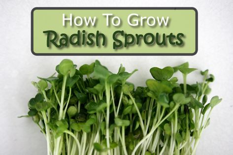 How To Grow Radish Sprouts - in just 5 days... #sprouting #radishes #gardening #sprouts #homestead #homesteading Growing Okra, Growing Radishes, Homestead Lifestyle, Growing Kale, Radish Sprouts, Vertical Vegetable Gardens, Texas Garden, Homestead Ideas, Homestead Gardens