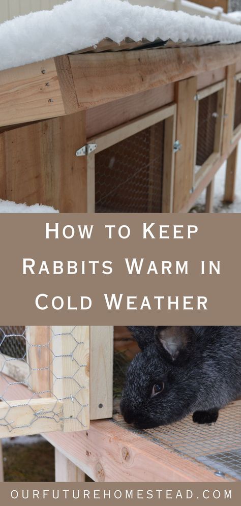 How to Keep Your Rabbits Warm in Cold Weather - Our Future Homestead Keeping Rabbits, Food Storage Hacks, Animals On The Farm, Pet Rabbit Care, Rabbit Farm, Homestead Animals, Meat Rabbits, Raising Rabbits, Winter Hacks