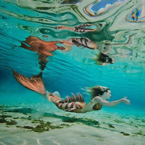 #scubadivingtrainingandtips Lionfish Mermaid, Weeki Wachee, Realistic Mermaid, Mermaid Photography, Silicone Mermaid Tails, Mermaid Cove, Mermaid Photos, Under The Water, Mermaid Swimming