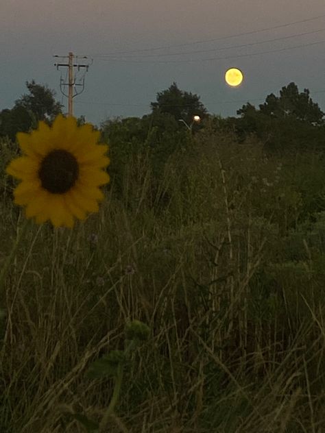 #sky #sunsetphotography #sunflower #evening #thoughts #wallpaper #aesthetic Thoughts Wallpaper Aesthetic, Strawberry And Sunflower, Aesthetic Pictures Sunflowers, Evening Thoughts, Sun Flower Asethic, Sunflower Fields Aesthetic, Sunflower Dark Aesthetic, Sunny Aesthetic, Sunflower Field At Night