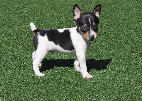 Toy Fox Terrier Puppies - so cute Toy Fox Terrier Puppies, Miniature Fox Terrier, Rat Terrier Puppies, Fox Terrier Puppy, Rat Terrier Dogs, Smooth Fox Terriers, Toy Fox Terriers, Rat Terrier, Fox Terriers