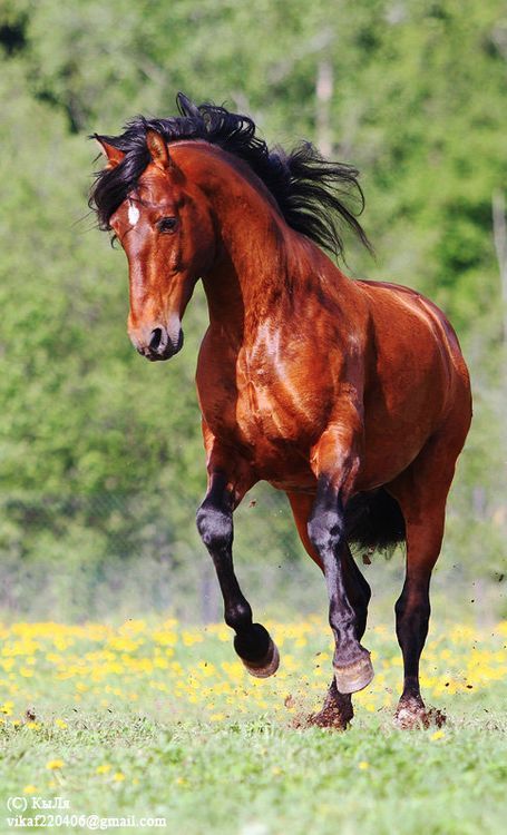 "Samurai first class" : Cheval de la Nécromancienne orange --- Orange Necromancer's horse. Cai Sălbatici, Horse Running, Rasy Koni, Bay Horse, Most Beautiful Horses, Most Beautiful Animals, Majestic Horse, Horses And Dogs, All The Pretty Horses