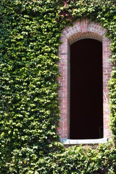 Depending on the surface, ivy growing up a wall may lend character, as well as weather protection, to a wall or it may cause serious damage. Two ivies often seen scaling buildings, English ivy (Hedera helix) and Boston ivy (Parthenocissus tricuspidata), climb via aerial rootlets and holdfast discs, respectively. These ... Ivy Plant Indoor, Parthenocissus Tricuspidata, Wall Climbing Plants, Boston Ivy, Ivy Look, Ivy Wall, Home Exteriors, Hedera Helix, Virginia Creeper