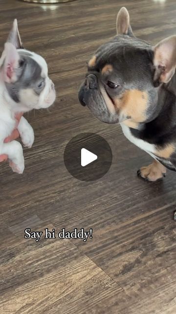 Funny Bulldog Videos, French Bulldog Videos Funny, Funny Frenchie Videos, Funny Dog Videos Hilarious Puppys, French Bulldog Videos, Funny French Bulldogs, Frenchie Bulldog Puppy, Baby Frenchie, Funny Frenchies