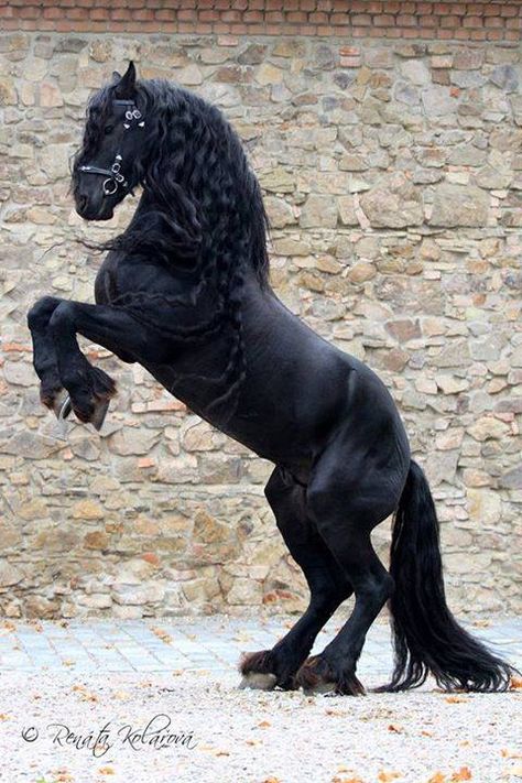 rearing Friesian Black Horses, حصان عربي, Friesian Stallion, Horse Rearing, Cai Sălbatici, Beautiful Horses Photography, Rasy Koni, Black Stallion, Most Beautiful Horses