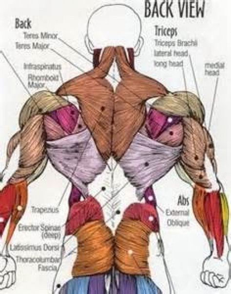 Muscle breakdown Lower Back Anatomy, Human Body Muscles, Body Muscle Anatomy, Muscle Diagram, 남성 근육, Human Muscle Anatomy, Anatomy Images, Lower Back Muscles, Human Body Anatomy