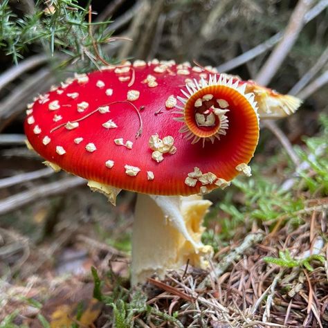 Mushroom Core, Mushroom Plant, Mushroom Pictures, Amanita Muscaria, Fly Agaric, Slime Mould, Mushroom Fungi, Wild Mushrooms, Mushroom Art