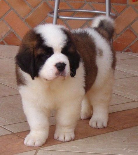 Saint Bernards, Fluffy Puppy, St Bernard Puppy, Regnul Animal, St Bernard Dogs, Bernard Dog, Beagle Mix, Big Baby, St Bernard