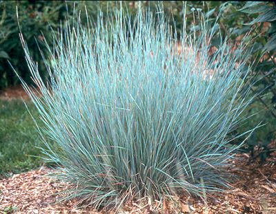 Serenity in the Garden: Singing the Praises of the tough but beautiful Little Bluestem Little Bluestem, Blue Flowers Garden, Ornamental Grass, Urban Farmer, Grass Flower, White And Blue Flowers, Grasses Garden, Grass Seed, Ornamental Grasses