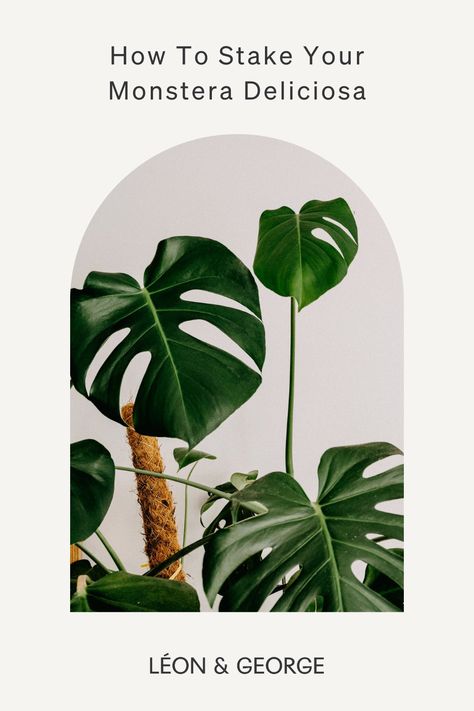 A few simple steps to easily stake your Monstera Deliciosa for optimal growth! #plantcare #plantstyling #houseplants Staking Monstera Plant, Monstera Staking, How To Stake Monstera Plant, Garden Techniques, Monstera Plants, Bamboo Stakes, Plant Ties, Plant Care Tips, Plant Help