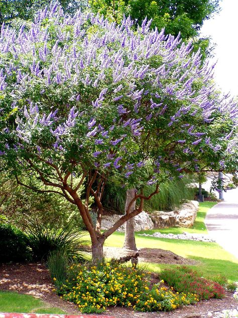 Versatile, hardy, pollinator-friendly: vitex agnuscastus (“chaste tree”) Vitex Tree, Colorful Landscaping, Heat Tolerant Plants, Texas Landscaping, Agnus Castus, Cheap Landscaping Ideas, Chaste Tree, Landscaping Trees, Australian Garden