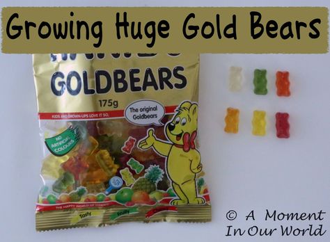 Growing Huge Gummy Bears - A Moment in our World Gummy Bear Experiment, Giant Gummy Bear, Making Gummy Bears, Playing With Food, Creative Learning, Gummy Bear, Food Printables, Gummy Bears, Simple Living