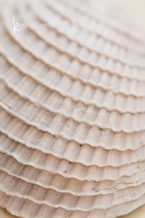 seashell | [Explore!]d on September 16th. 3166 | Karen | Flickr Seashells Patterns, Mood Images, Pinterest Room Decor, Shell Pattern, Fashion Portfolio, Natural Forms, Good Energy, Texture Design, Real Quotes