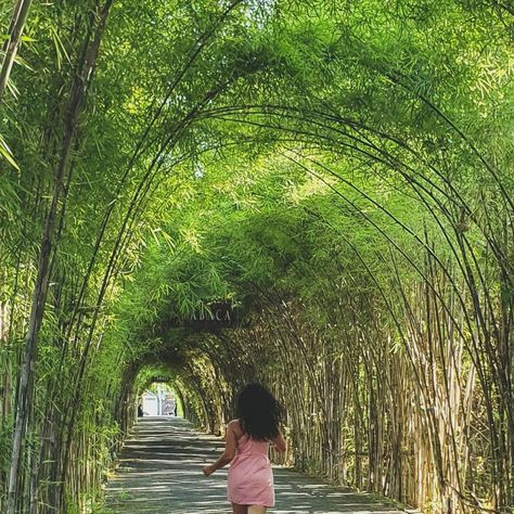 Bamboo Pathway, Bamboo Walkway, Bamboo Tunnel, Bamboo Arch, Wellness Garden, Bamboo Landscape, Restaurant Plan, Pocket Park, Park Design