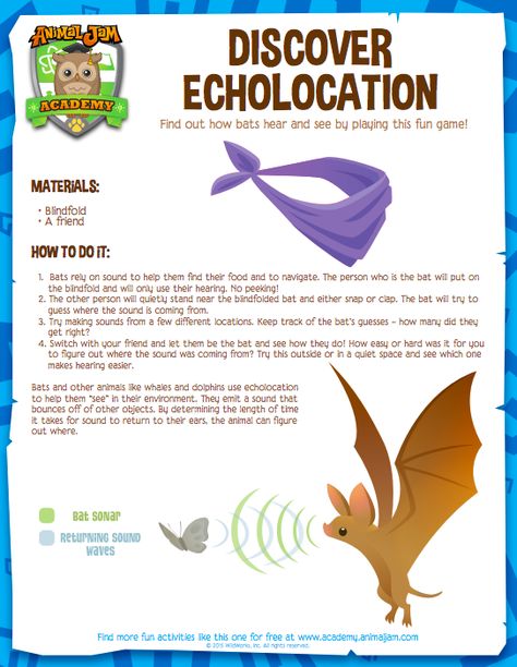 Discover how bats hear by playing a fun echolocation game. See how your senses compare to a bat's! Vetenskapliga Experiment, Engineering Art, Summer Science, Science Club, Nature School, Science Projects For Kids, Group Ideas, Educational Content, Animal Science