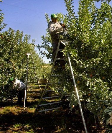 Daily home & garden tip: Use the right ladder for pruning or harvesting - oregonlive.com Fruit Trees, Garden Ladder, Aluminium Ladder, Folding Ladder, A Ladder, Gardening Tools, Four Legged, Gardening Tips, Garden Tools