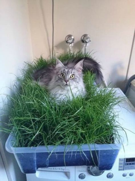 Indoor Cat Garden, Cat Patio, Diy Cat Tree, Outdoor Cat Enclosure, Diy Herb Garden, Cat Towers, Cat Grass, Cats Diy Projects, Cat Hacks