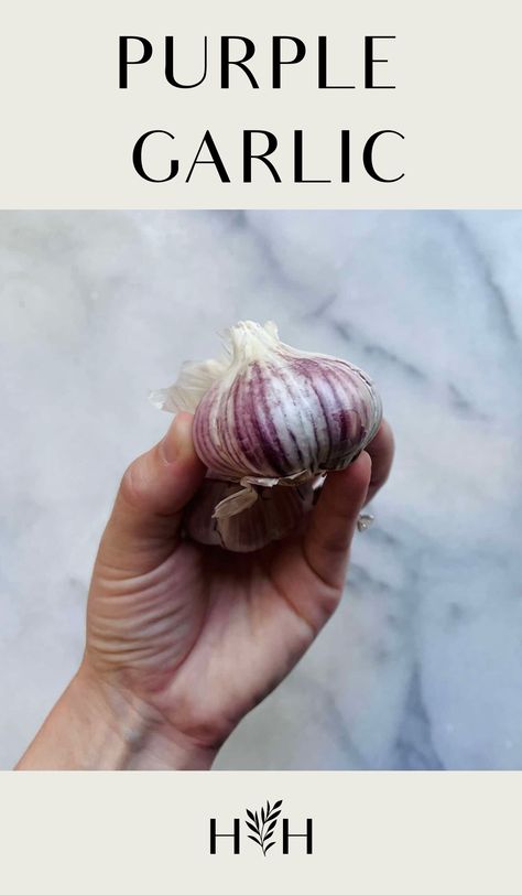 Purple garlic refers to varieties of garlic that naturally have purple-colored skin in most growing conditions. The entire bulb may be a lavender color, or the bulb may be white or cream with purple stripes. Some of the most popular purple garlic varieties include ‘Spanish Roja,’ ‘Metechi’ garlic, and ‘Purple Glazer.’ Contents show Introduction to … Garlic Varieties, Drying Garlic, Purple Garlic, Season Vegetables, Cold Climate Gardening, Harvesting Garlic, Planting Garlic, Red Russian, Garlic Scapes