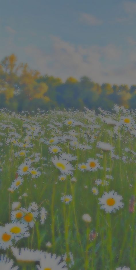 Aesthetic Page, Daisy Wallpaper, Flower Backgrounds, Daisy Flower, Aesthetic Wallpaper, Blur, Aesthetic Wallpapers, Phone Wallpaper, Daisy