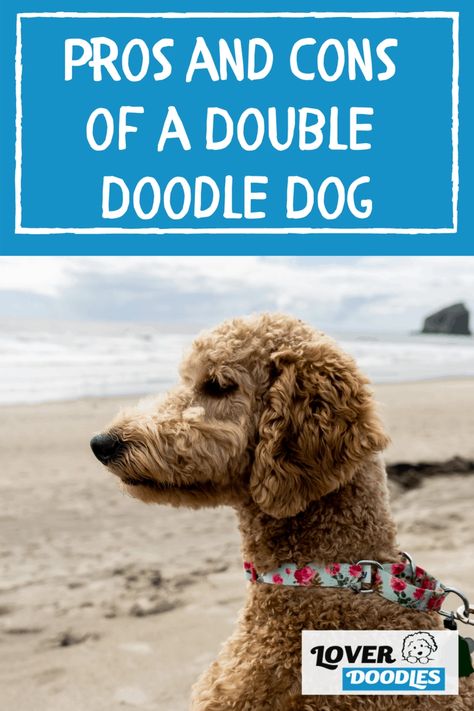 Double Doodle Dog, Double Doodle Puppies, Doodle Dog Breeds, Loyal Dog Breeds, Double Doodle, Puppy Facts, Hyper Dog, Doodle Dogs, Mini Doodle