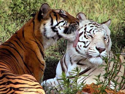 Big Cats White Tiger And Orange Tiger, White And Orange Tiger, Tiger Conservation, White Tigers, Land Animals, Tiger Gifts, Tiger Love, Orange Tiger, Tiger Art