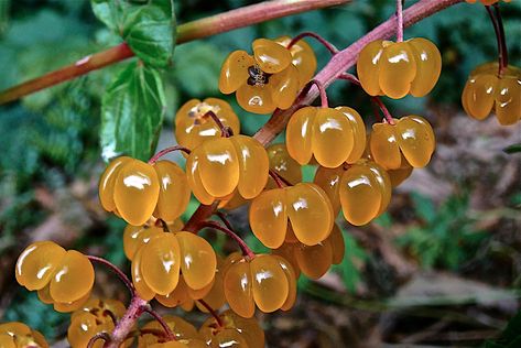 Alien Fruit, Alien Flora, Alien Plants, Mushroom Plant, Plant Fungus, Unusual Plants, Fruit Plants, Pretty Plants, Plant Mom