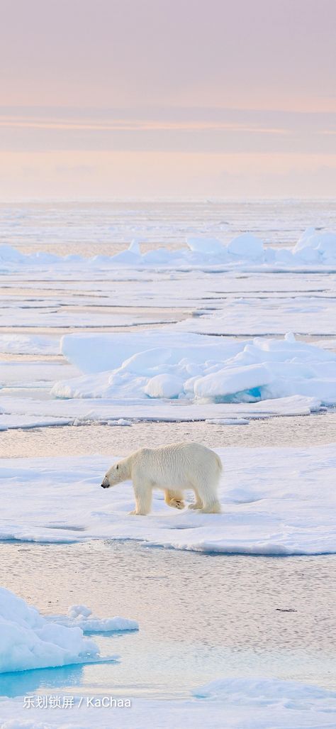 Polar Bear Aesthetic, Polar Bear Wallpaper, Animals In Winter, Bear Aesthetic, December 3rd, Animal Aesthetic, Cute Polar Bear, Teddy Bear Collection, Animal Funny