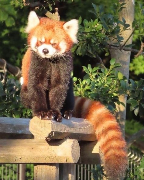 Lesser Panda, Red Panda Cute, Red Panda Baby, Red Pandas, Animal Anatomy, Panda Bears, Turning Red, Panda Love, Trash Panda