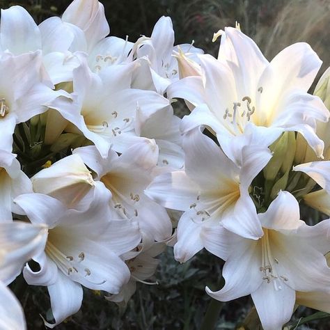 Amaryllis belladonna Belladonna Flower, Amaryllis Belladonna, Prettiest Flowers, Evening Garden, The Night Garden, Twilight Garden, Plant Breeding, Amaryllis Flowers, Vox Machina