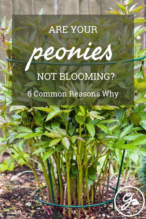 Peonies not blooming is a big disappointment. Luckily, we have the solution. Here are the top 6 reasons why peonies refuse to bloom and how to ensure you have plenty of pretty flowers come spring. Peony Flower Bed Garden Ideas, Peony In Pots, What To Plant With Peonies, Peony Flower Bed, Peony Garden Landscaping, Peony Flower Garden, Itoh Peonies, Peony Bush, Peony Colors