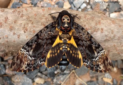 Deathhawk Moth, Types Of Moths, Deaths Head Moth, Moth Art, Cool Bugs, Hawk Moth, Bee Sting, Animal Study, Beautiful Bugs