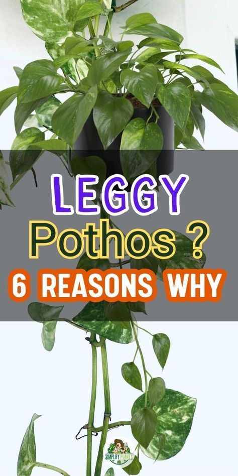 Pothos Plant Care | Indoor Plant Problems - Pothos Plant Care | Indoor Plant Problems - Causes of leggy Pothos plants
Fixing a leggy Pothos -
- Solutions for leggy Pothos growth
- Reasons behind Pothos elongation
- Treating legginess in Pothos plants
- Pothos plant leggy appearance remedies
- Pruning tips for leggy Pothos
- Addressing legginess in Pothos care
- Revitalizing a leggy Pothos plant
- Proper pruning to encourage bushy Pothos
- Fertilization and Pothos plant shape Pothos Plant Decor, Pathos Plant, Inside House Plants, Ivy Plant Indoor, Pothos Plant Care, Indoor Flower Pots, Plant Care Houseplant, Succulent Garden Diy, Ivy Plants