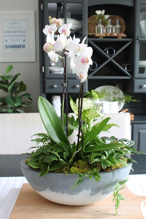 Orchids Planters Ideas, Orchid Planter Ideas Flower Pots, Artificial Orchid Arrangement, Orchid Pots Ideas, Orchid Planter Ideas Diy, Potted Orchid Centerpiece, White Orchid Centerpiece, Bowl Arrangements, Orchid Bowl