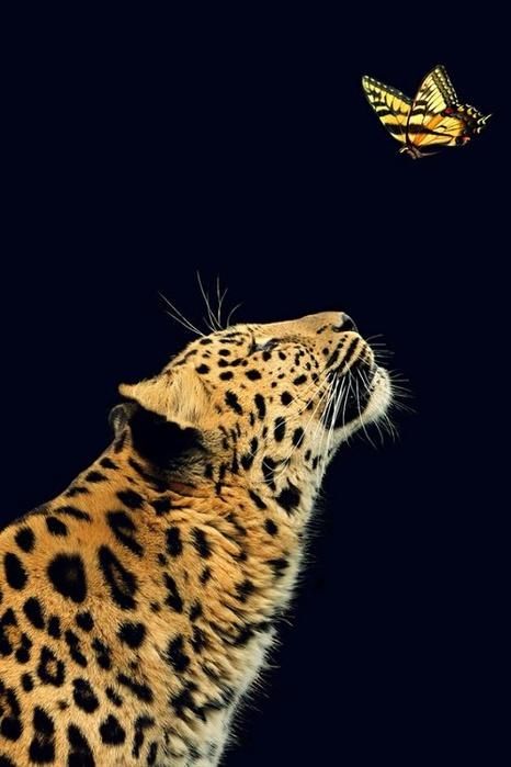 Cat Anatomy, Funny Photography, Cheetahs, Leopards, Animal Wallpaper, Cat Care, Cat Rescue, Beautiful Cats, Britney Spears