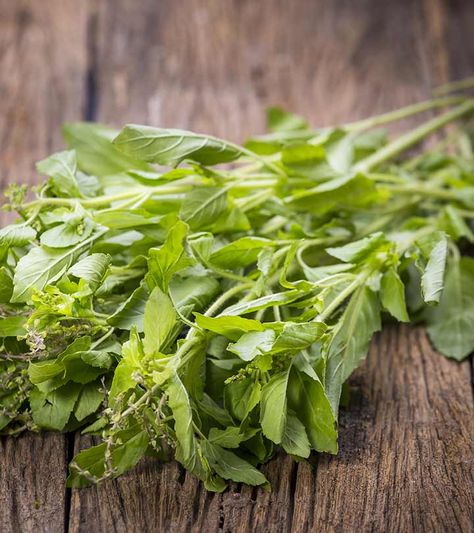 Holy Basil Benefits For Your Health, Skin, And Hair Basil Benefits, Holy Basil Benefits, Castor Oil For Eyes, Benefits Of Basil, Herbs For Hair, Castor Oil Benefits, Essential Oils For Colds, Skin Allergy, Home Remedies For Skin