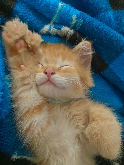 Orange Kitten, Cat Pfp, Aesthetic Cat, Tiktok Viral, Orange Cats, Ginger Cats, Cat Cute, Cat Aesthetic, Orange Cat