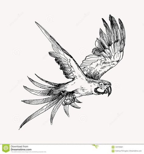 Macaw Flying, Penguin Sketch, Jungle Tattoo, Sketch Black And White, Parrot Tattoo, Parrot Drawing, Ink Link, Fly Drawing, Vintage Parrot