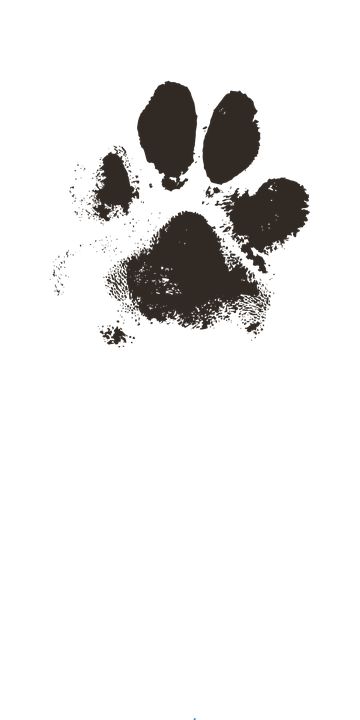 Watercolor Paw Print Tattoo, Cat Paw Print Art, Watercolor Paw Print, Paw Print Drawing, Scroll Clipart, Dog Paw Drawing, Dog Paw Art, Paw Print Image, Cat Paw Tattoos