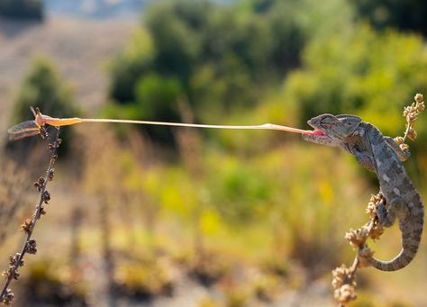 A chameleon stands on a thin reed, and its tongue reaches across the air to catch an insect some distance away. Chameleon Tongue, Weird But True, Nat Geo, Art Design, Memes, Outdoor Decor